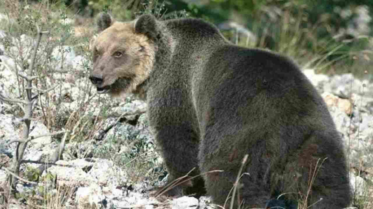 L'orso M49 scappa nuovamente, distruggendo la recinzione