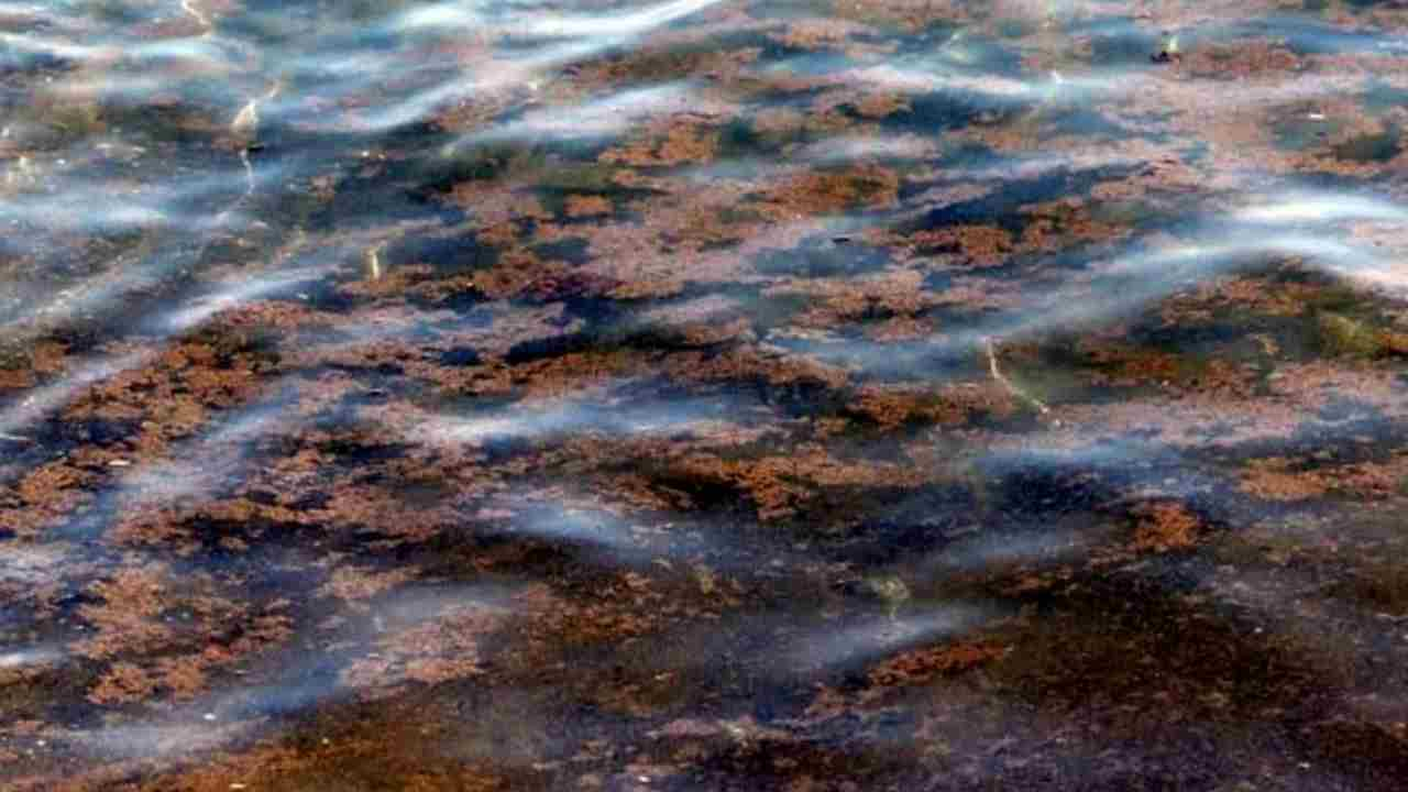 alga tossica lido Trullo