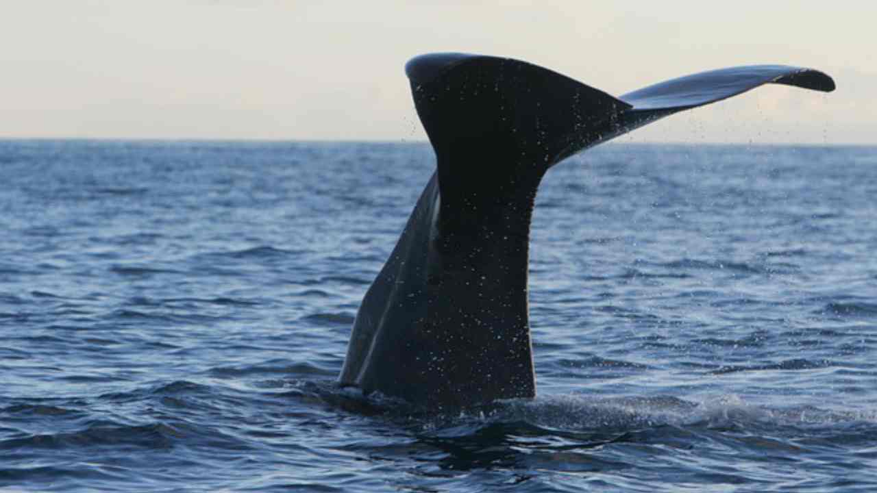 Le balene del Mediterraneo sono sempre più minacciate e in pericolo.
