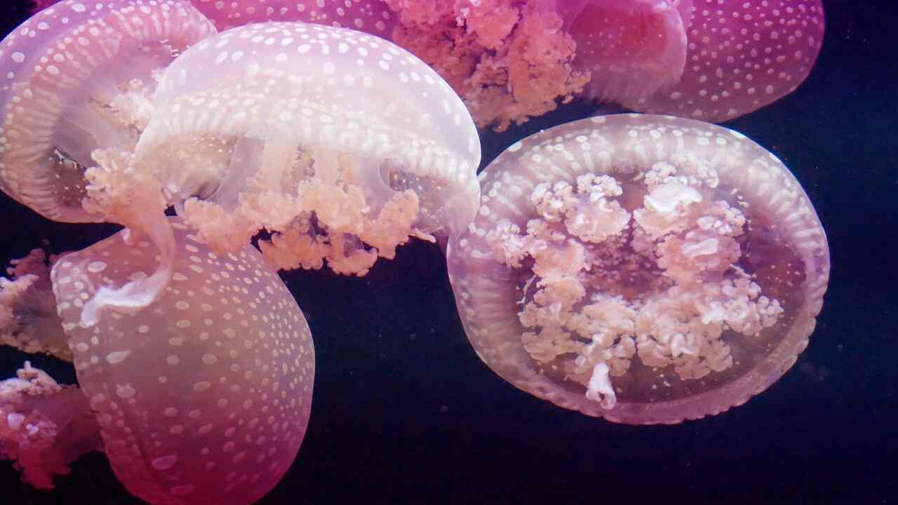 come alleviare il dolore da puntura di medusa