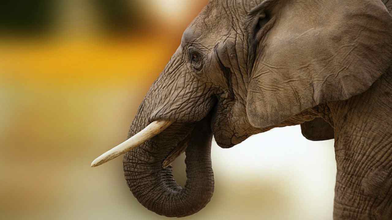  elefanti-botswana
