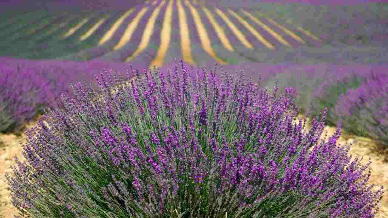 lavanda