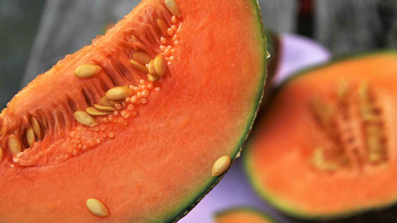 semi di melone