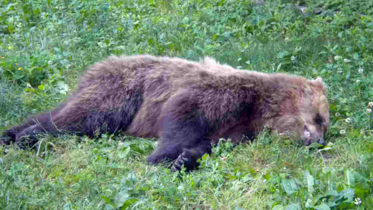 orso ucciso