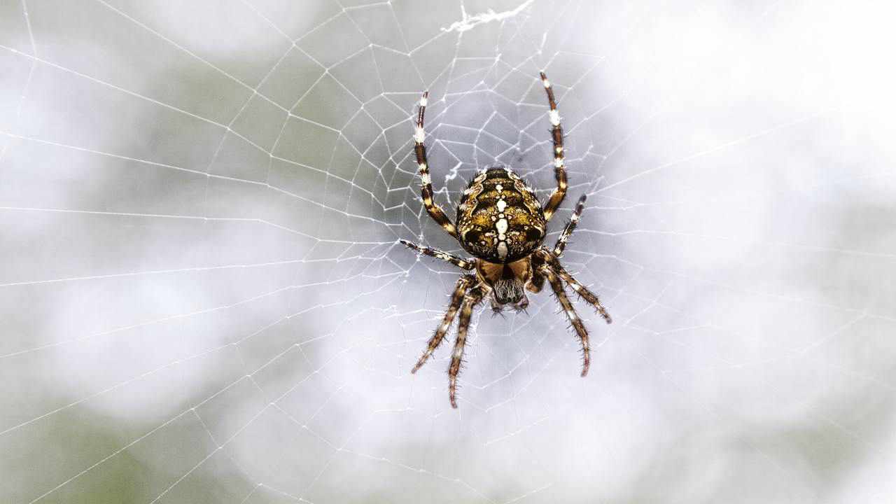 ictus epilessia cura ragno australiano