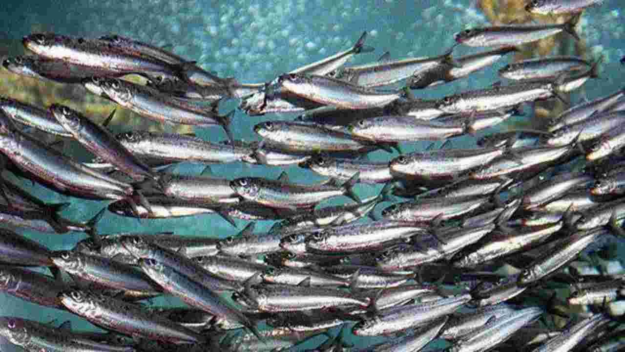sardine acciughe