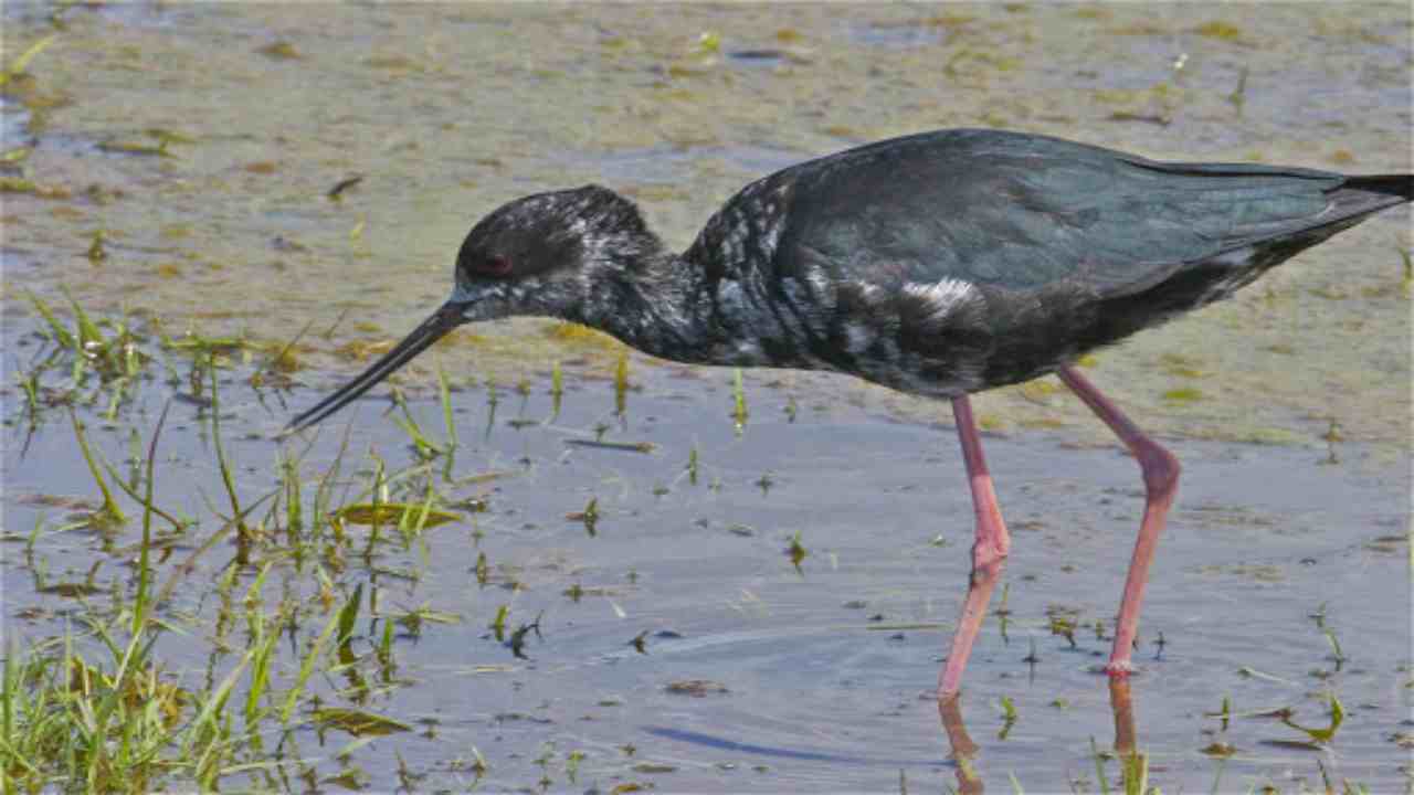 uccello Kakī