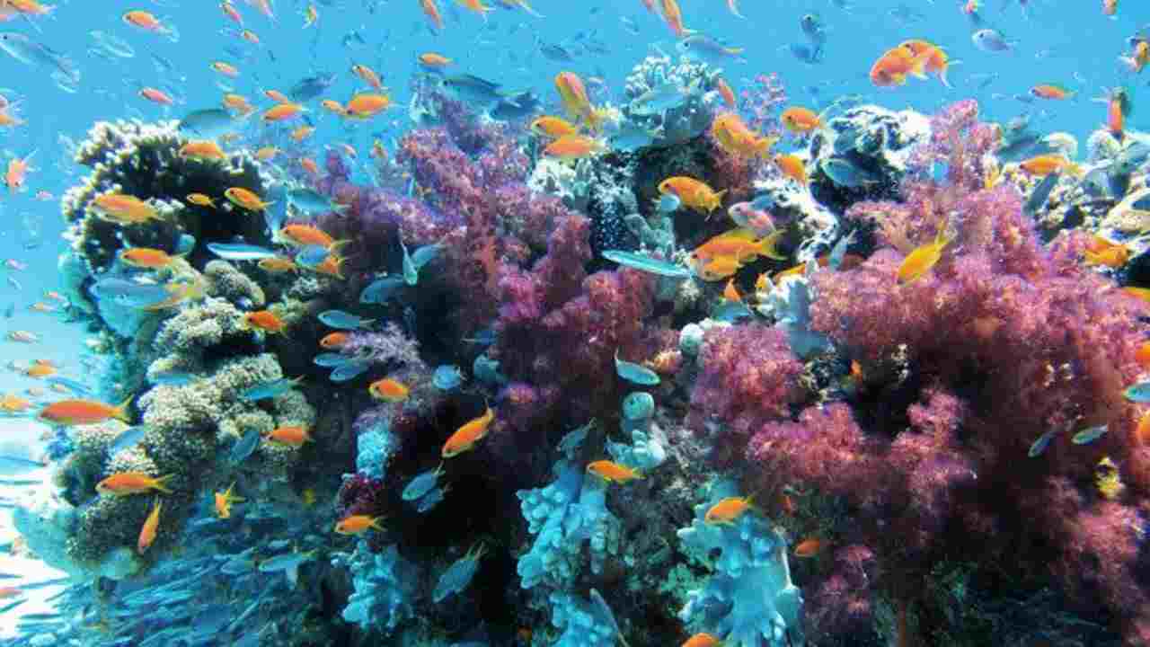 coralli assorbono inquinanti