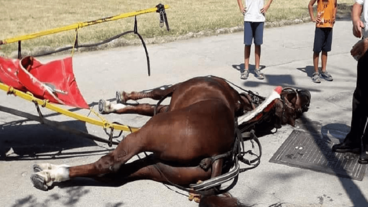 cavallo morto alla Reggia di Caserta