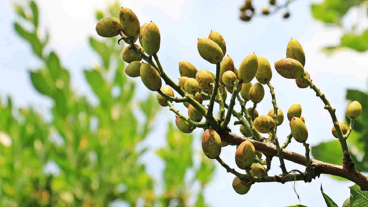 Adotta un Pistacchio, la campagna per salvare un antico pistacchietto