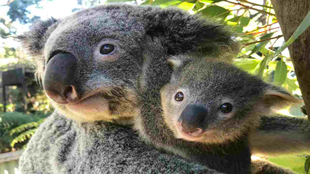 baby koala post incendi