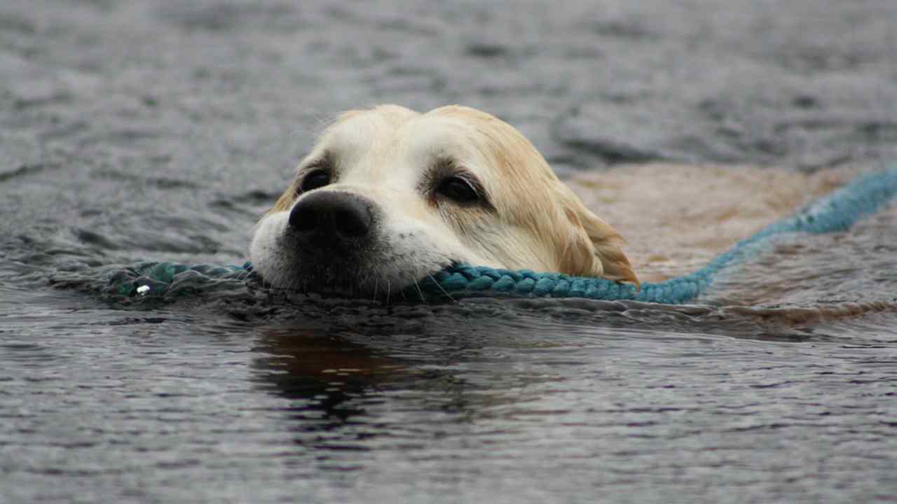 padrone salva il cane ma muore annegato