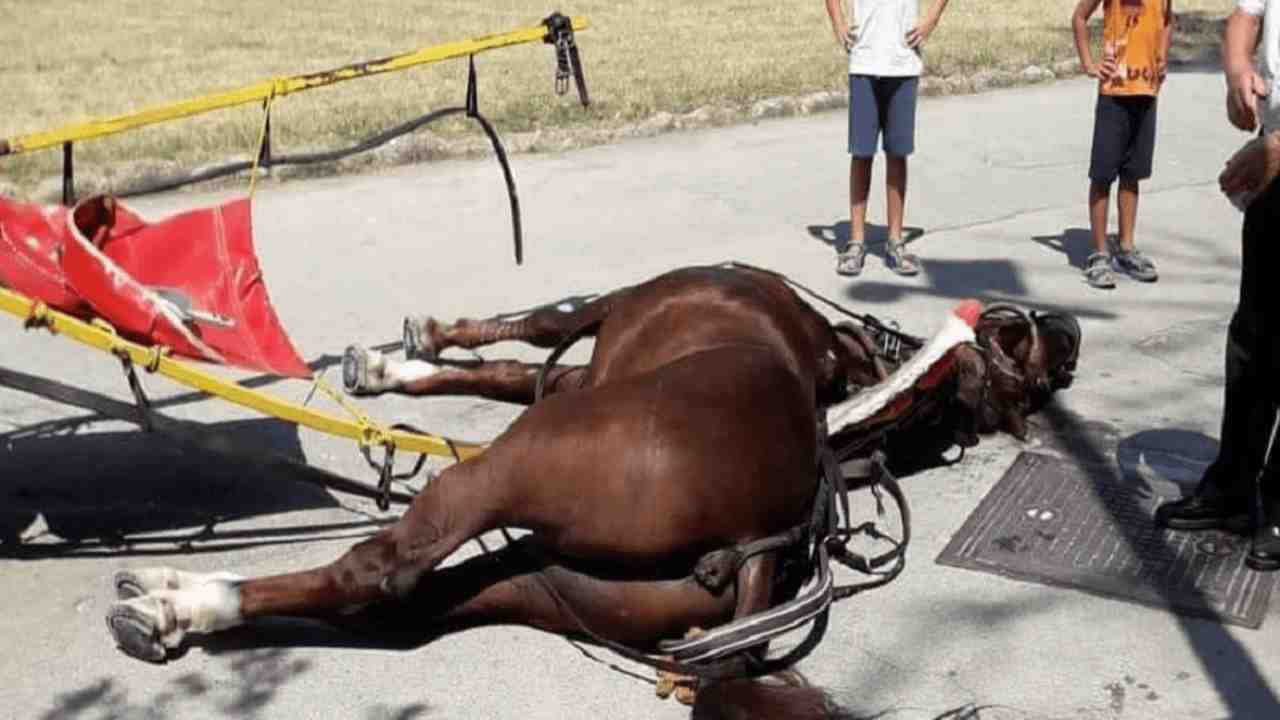 Cavallo morto alla Reggia di Caserta, gialo su microchip