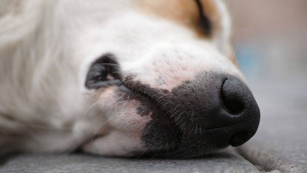 Sai dove seppellire il tuo cane quando muore? Cosa dice la legge