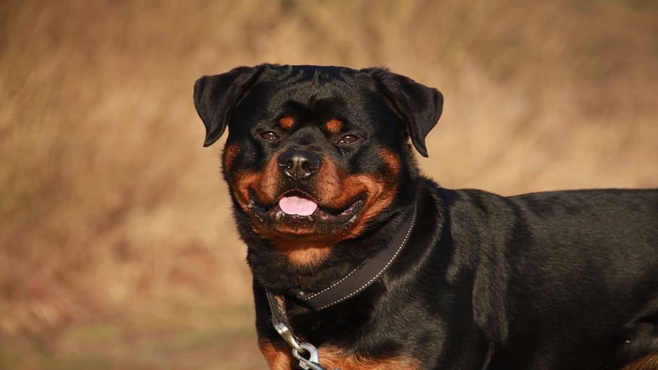 gemellini aggrediti dai rottweiler