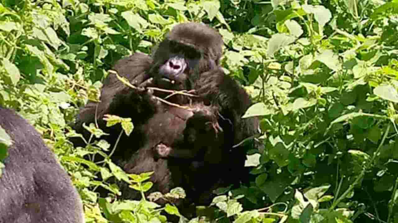 nascite gorilla cuccioli uganda