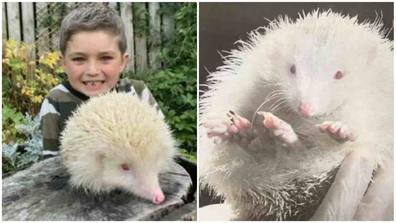 Ruben Il Bambino Che Ha Salvato Un Raro Riccio Albino