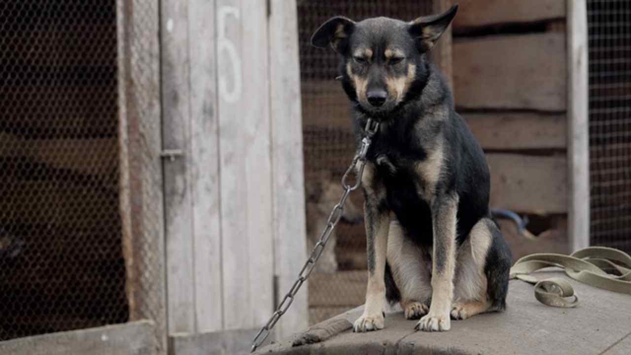 viareggio divieto catena cani