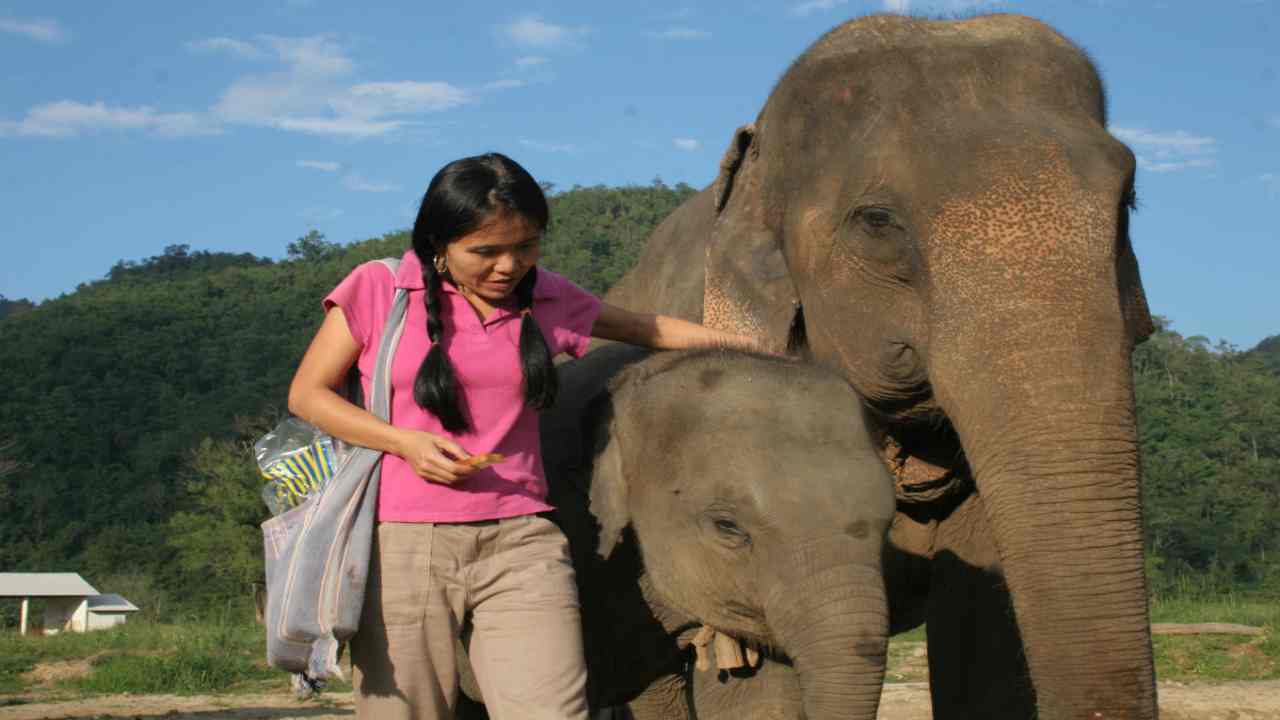 elefanti asiatici sussurratrice elefanti