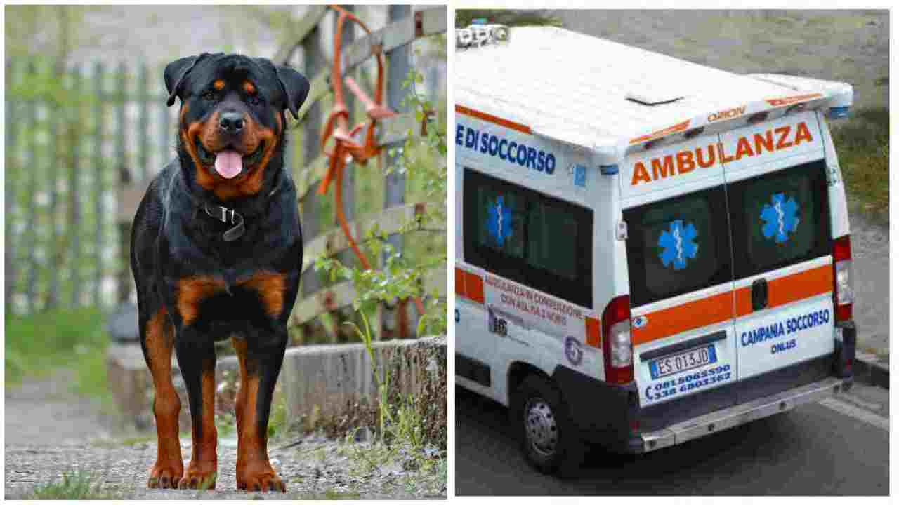 bimba azzannata rottweiler