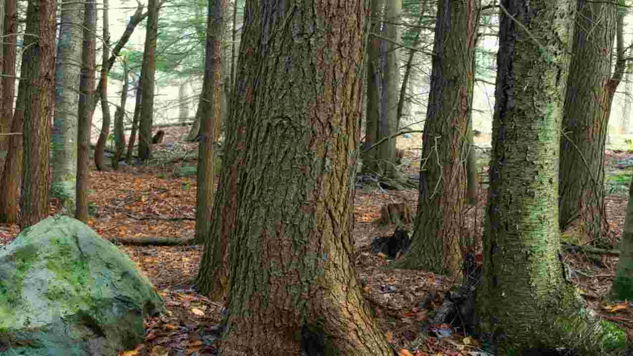 nasce il progetto i custodi della biodiversità