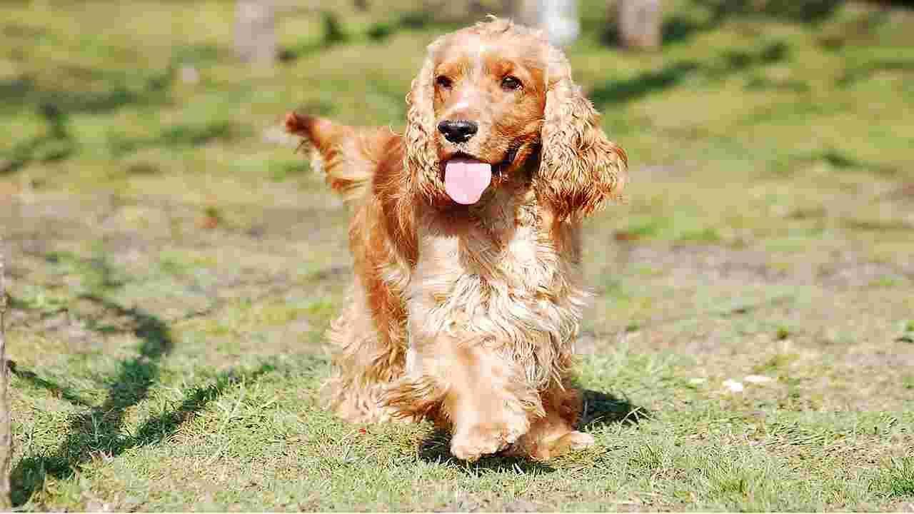 cane bruciato con acqua bollente