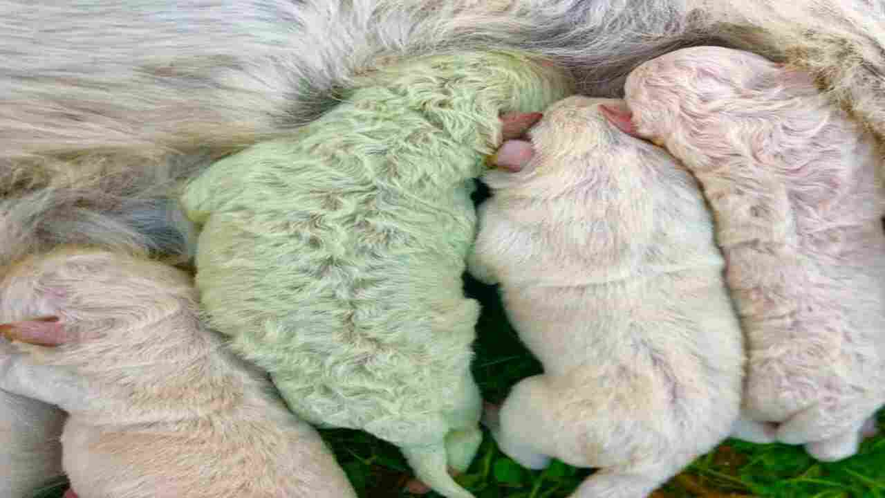 cucciolo di Labrador verde