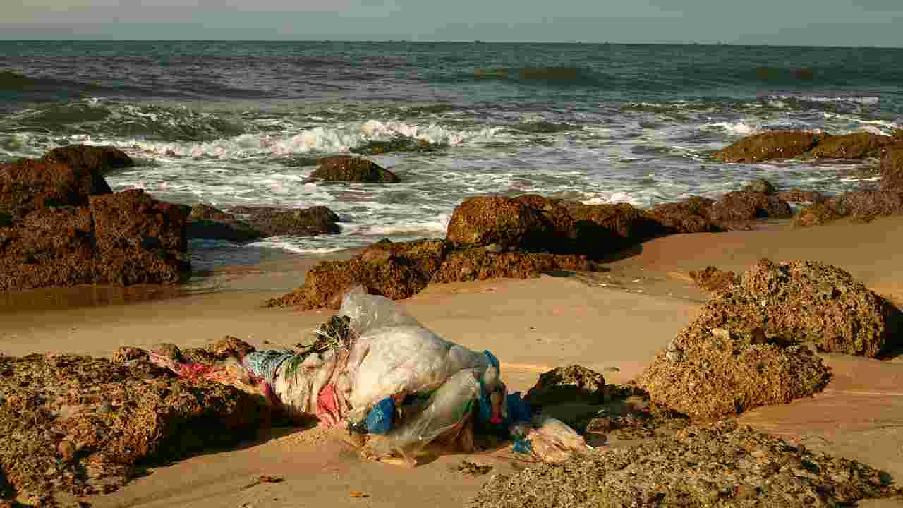 microplastiche fondi oceano