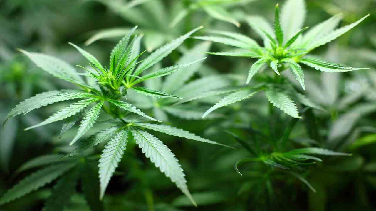 cannabis legalizzata USA