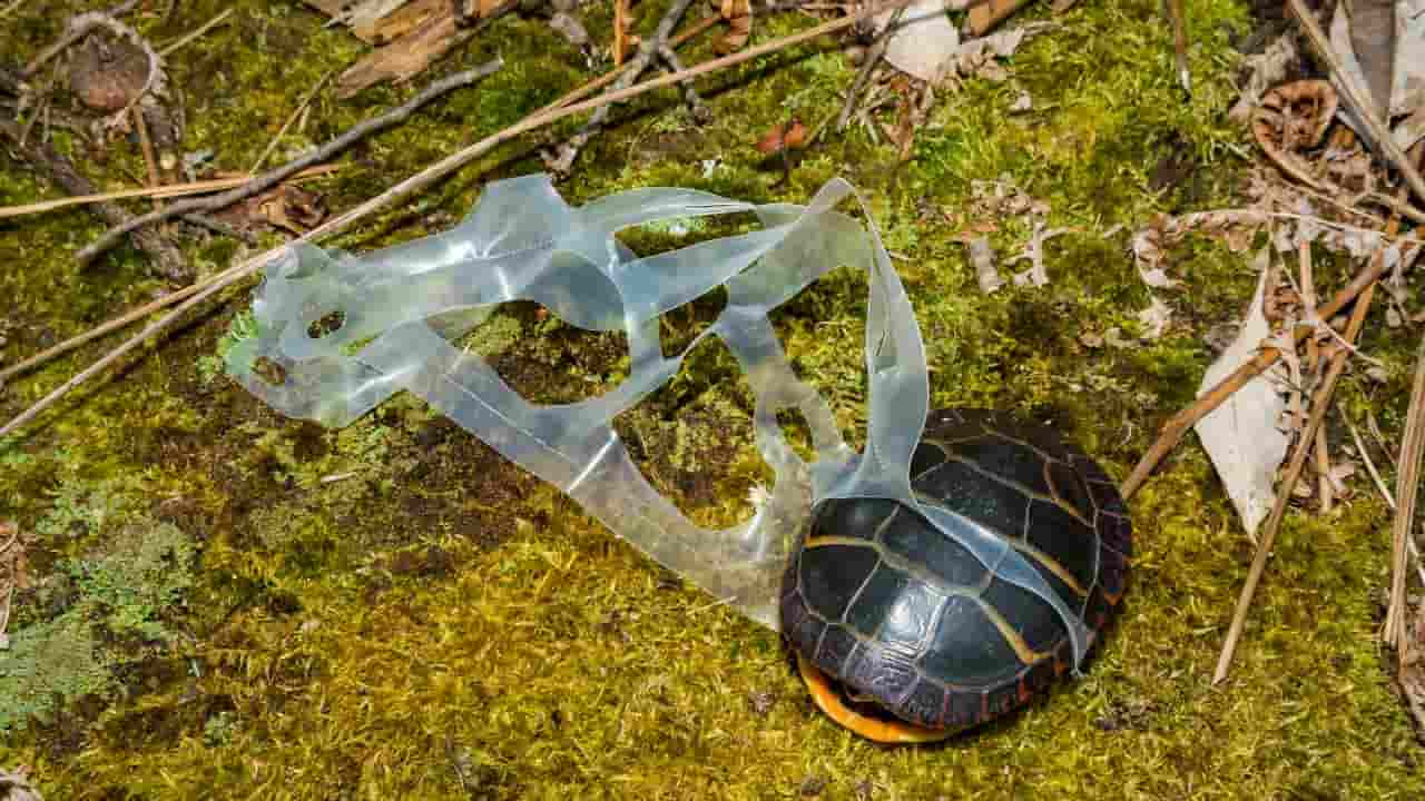 Tagliare gli anelli di plastica prima di gettarli fa bene agli animali