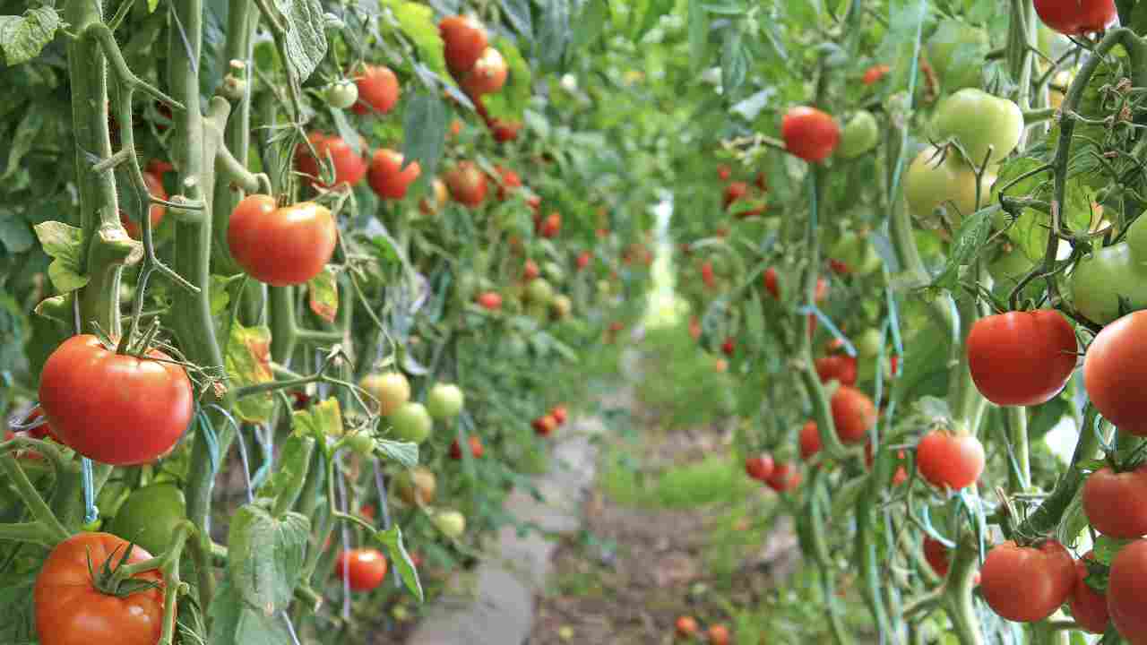 Piante pomodori