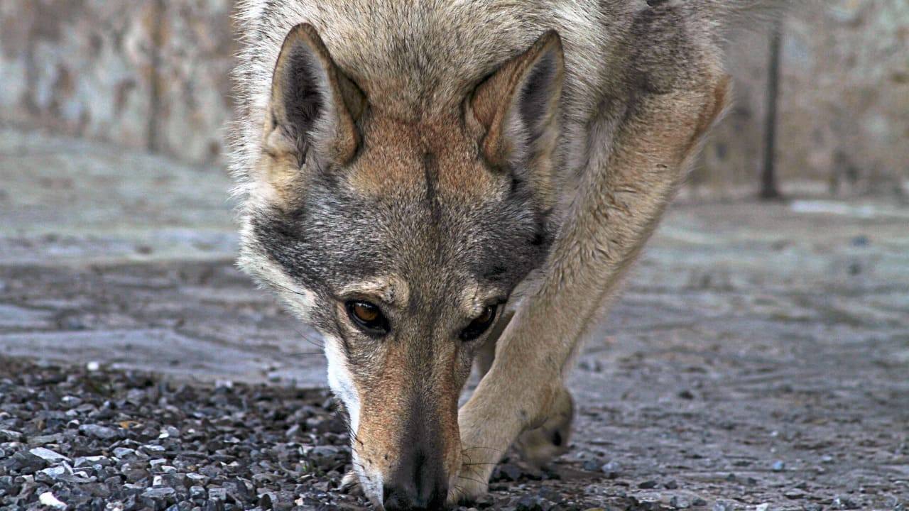 anziana sbranata cani indagata figlia