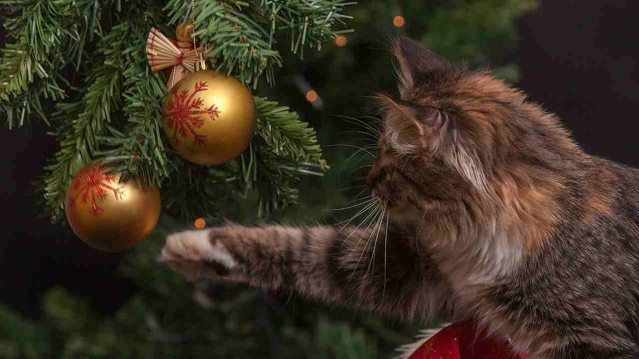 natale gatto