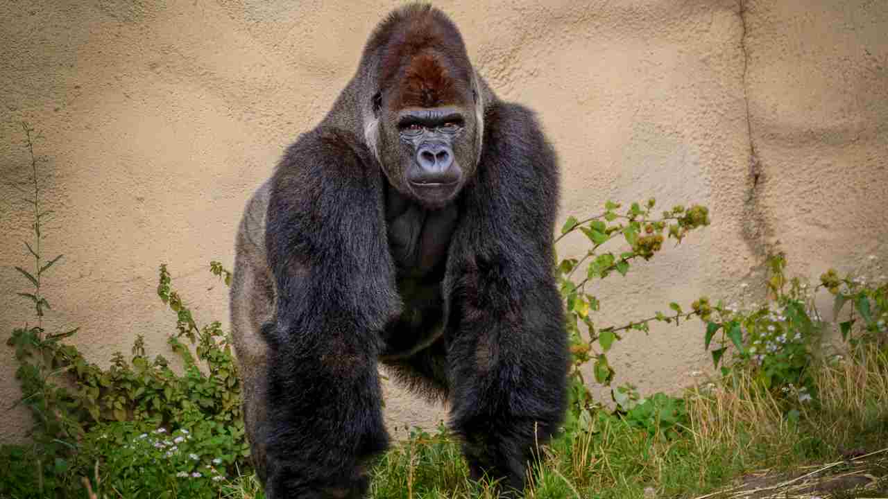 gorilla covid