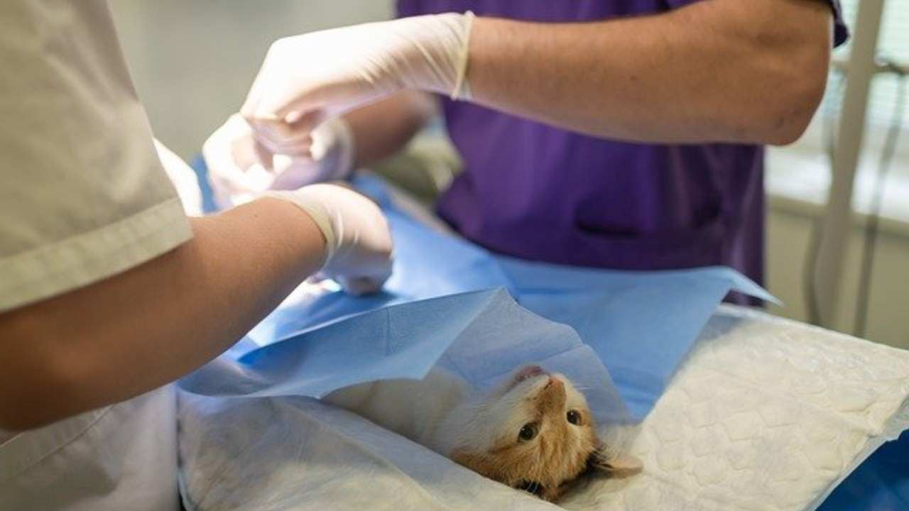 Veterinario