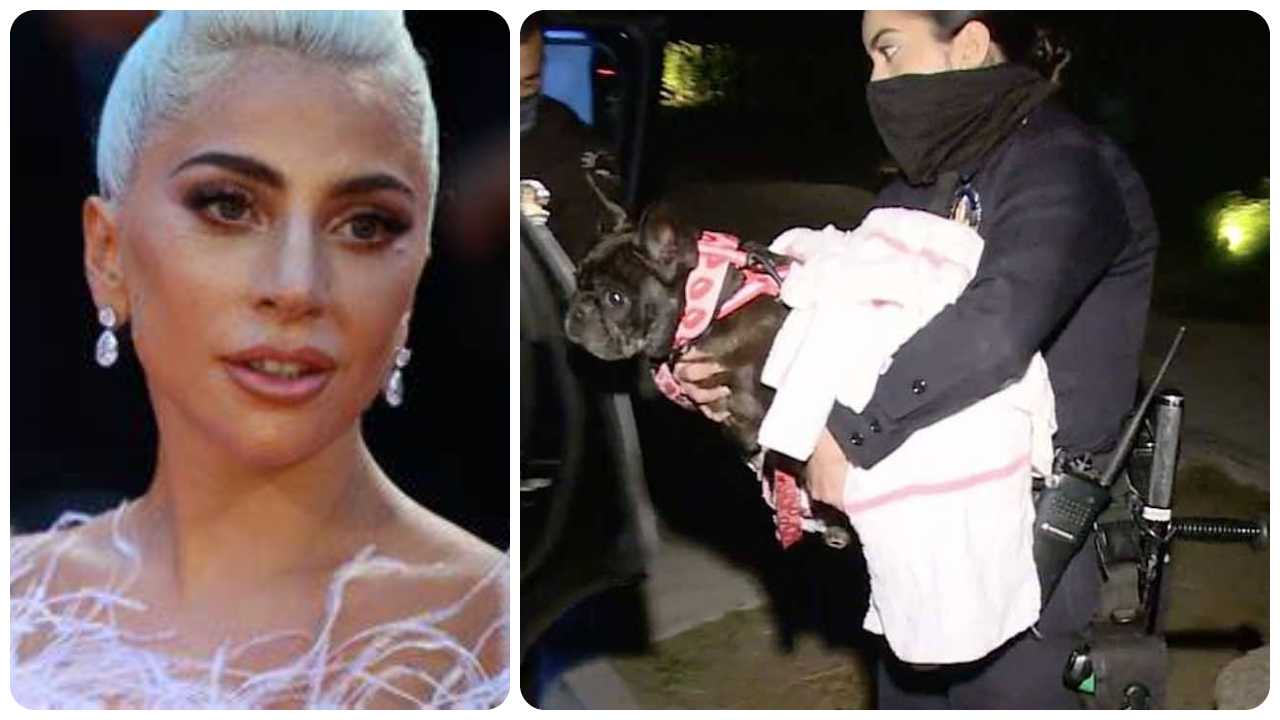 Lady Gaga, ritrovati i cani rapiti