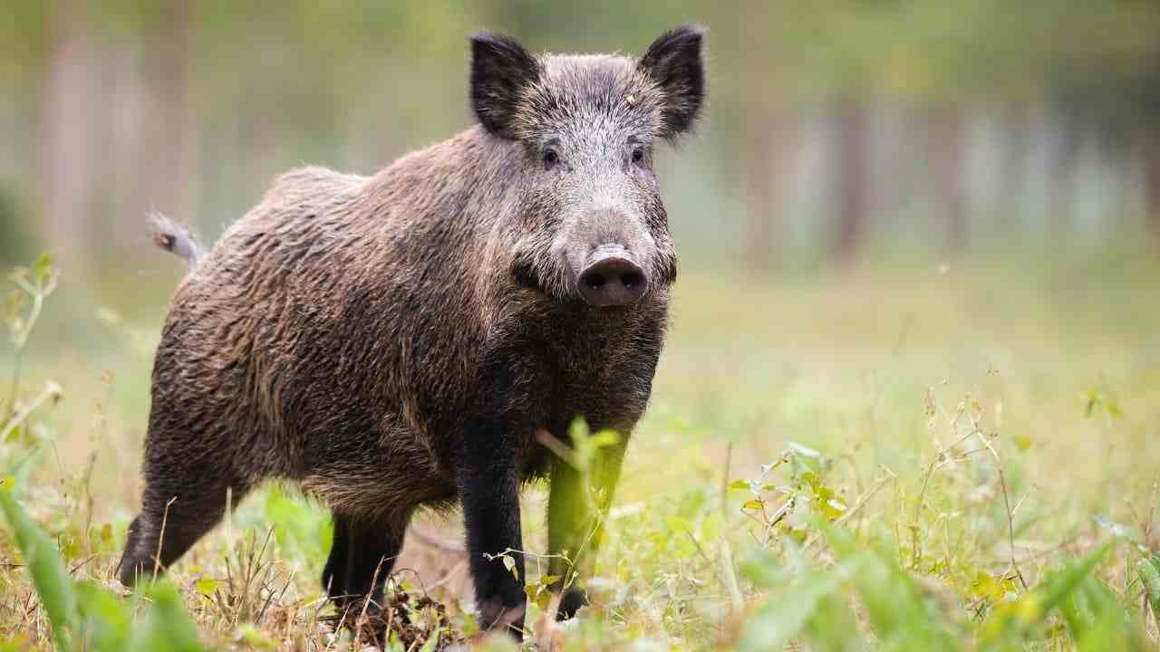 bambino aggredito cinghiale