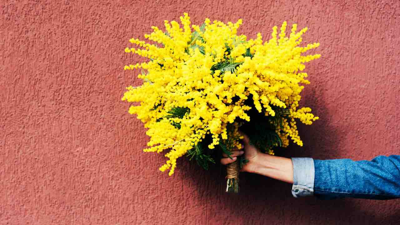 Festa delle donna, la storia, il perché della mimosa e igli eventi a cui partecipare 