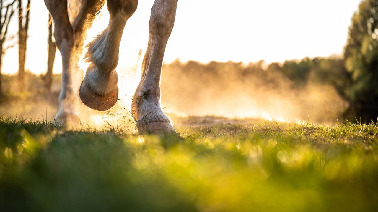 bambino calpestato da un cavallo