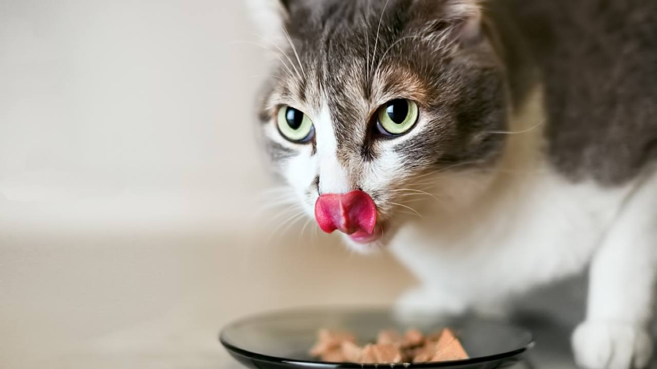 Richiamato cibo per gatti