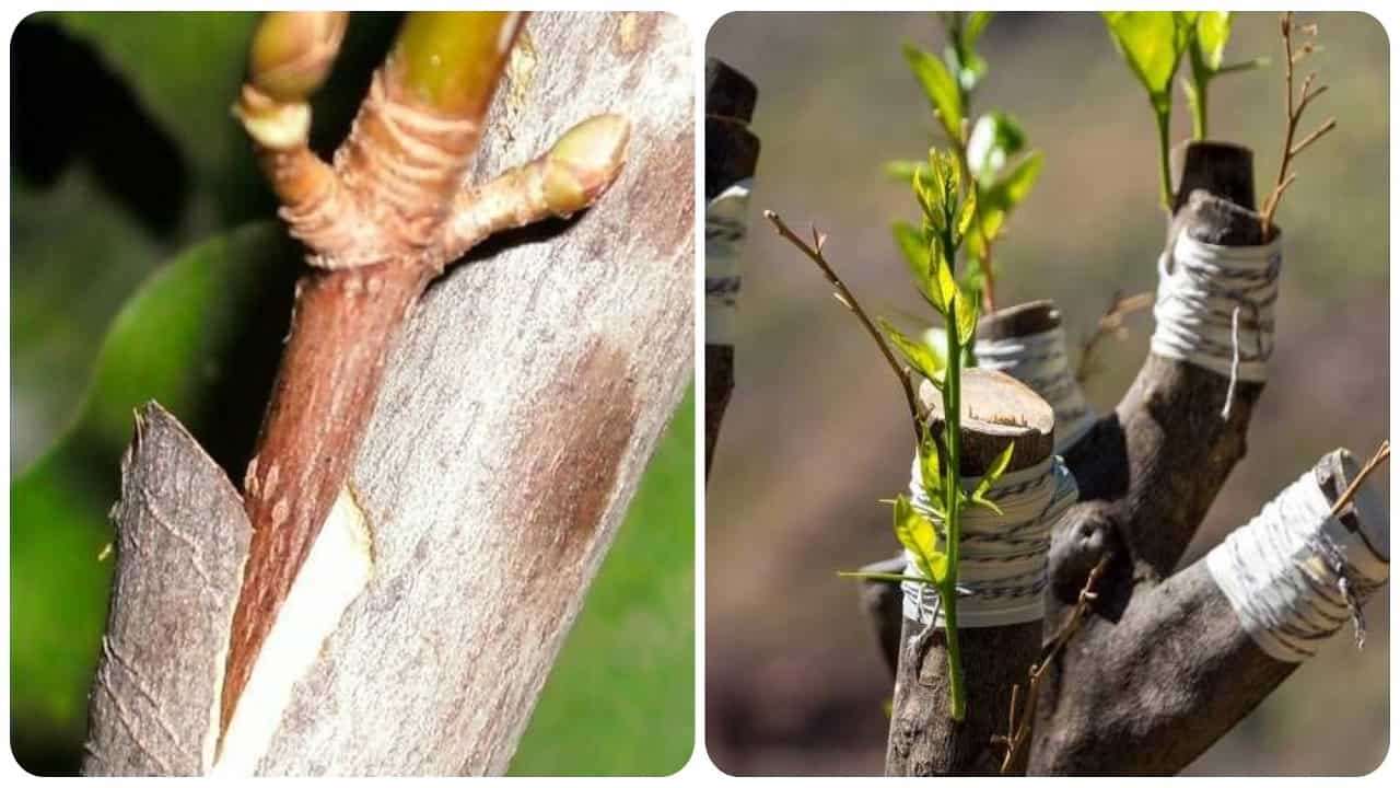 Autunno periodo d'innesti -Lettoquotidiano