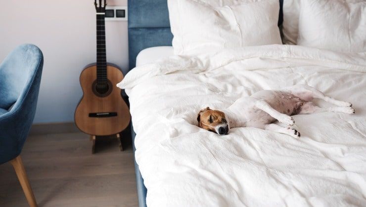 Cane che dorme sul letto -Lettoquotidiano