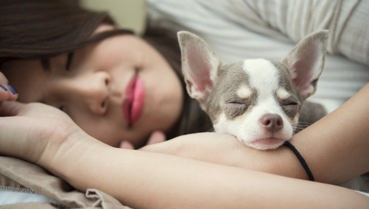 Dormire con il cane rilassa -Lettoquotidiano