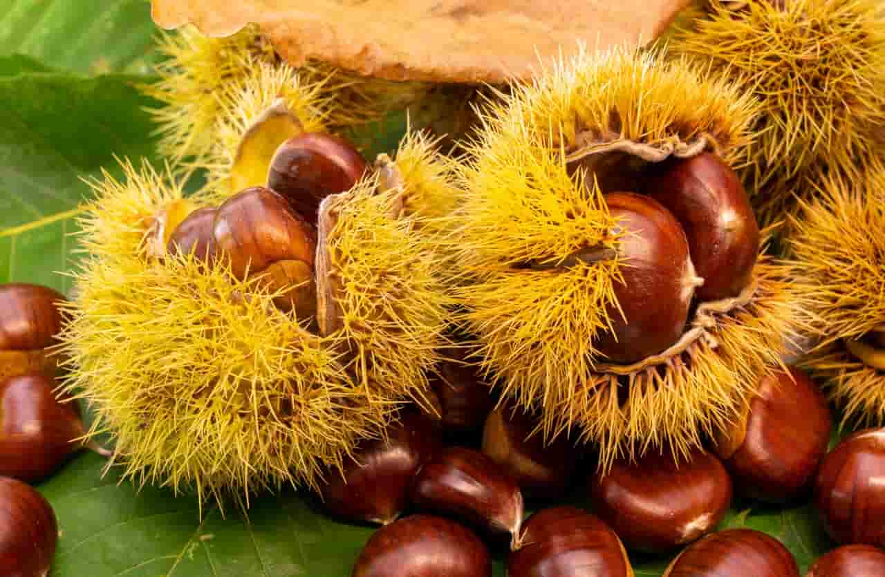 Castagne con il riccio -Lettoquotidiano