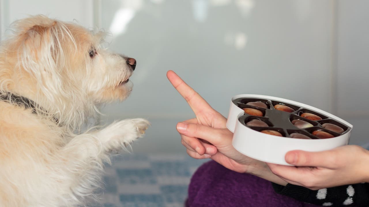 Il cioccolato è velenoso per i cani -Lettoquotidiano