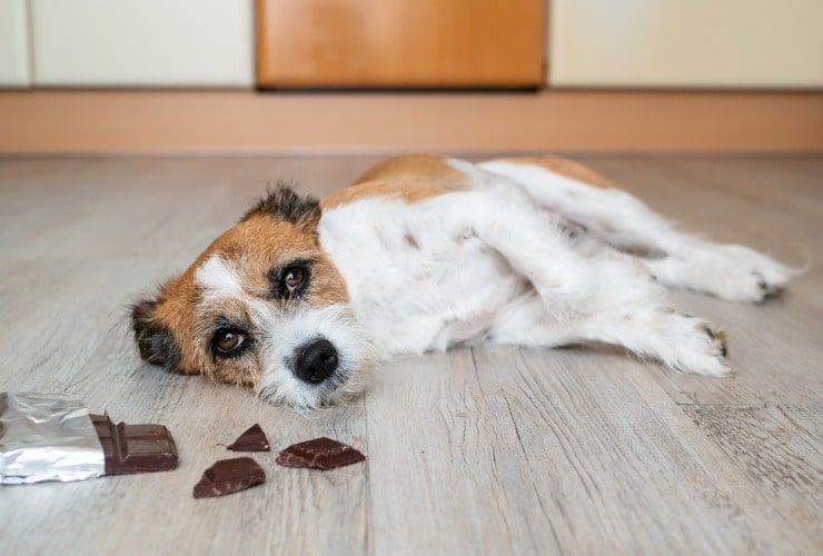Il cioccolato fa male ai cani -Lettoquotidiano