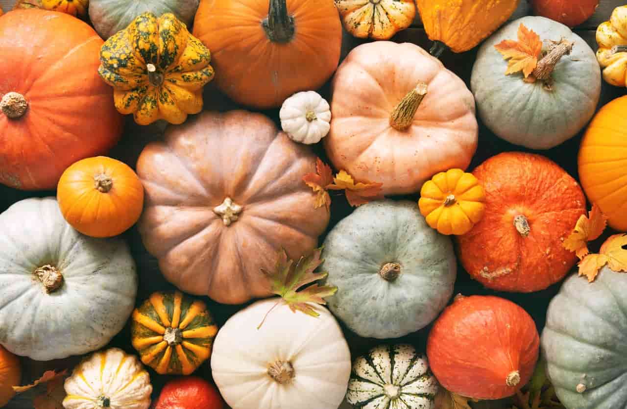 La zucca non è una verdura -Lettoquotidiano