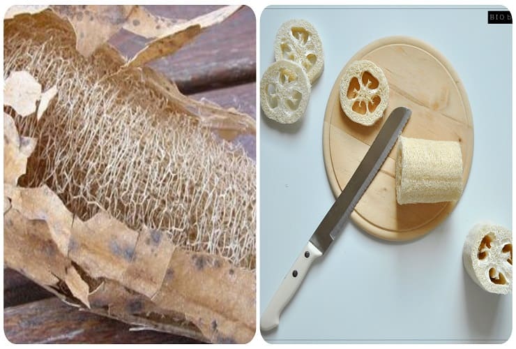 Luffa per una pulizia naturale -Lettoquotidiano