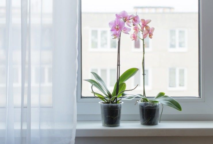 Orchidee in vaso trasparente -Lettoquotidiano