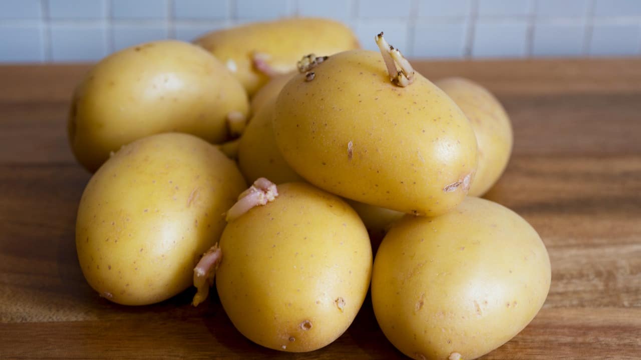 Patate con germoglio -Lettoquotidiano